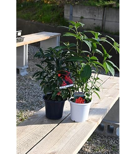 Amazon.co.jp: 万両苗 縁起の良い樹 大実万両宝舟万両苗木 : DIY・工具